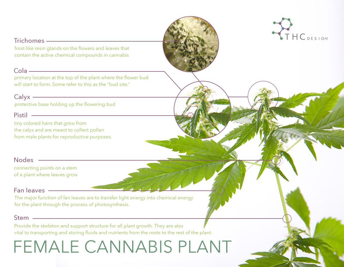 KCM THC Cannabis anatomy v2