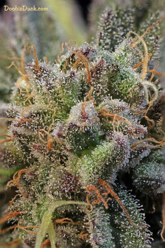 KDS grape bud 5480 W