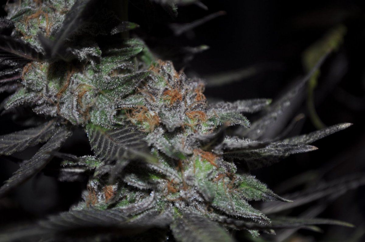 Kdubs grow show 3