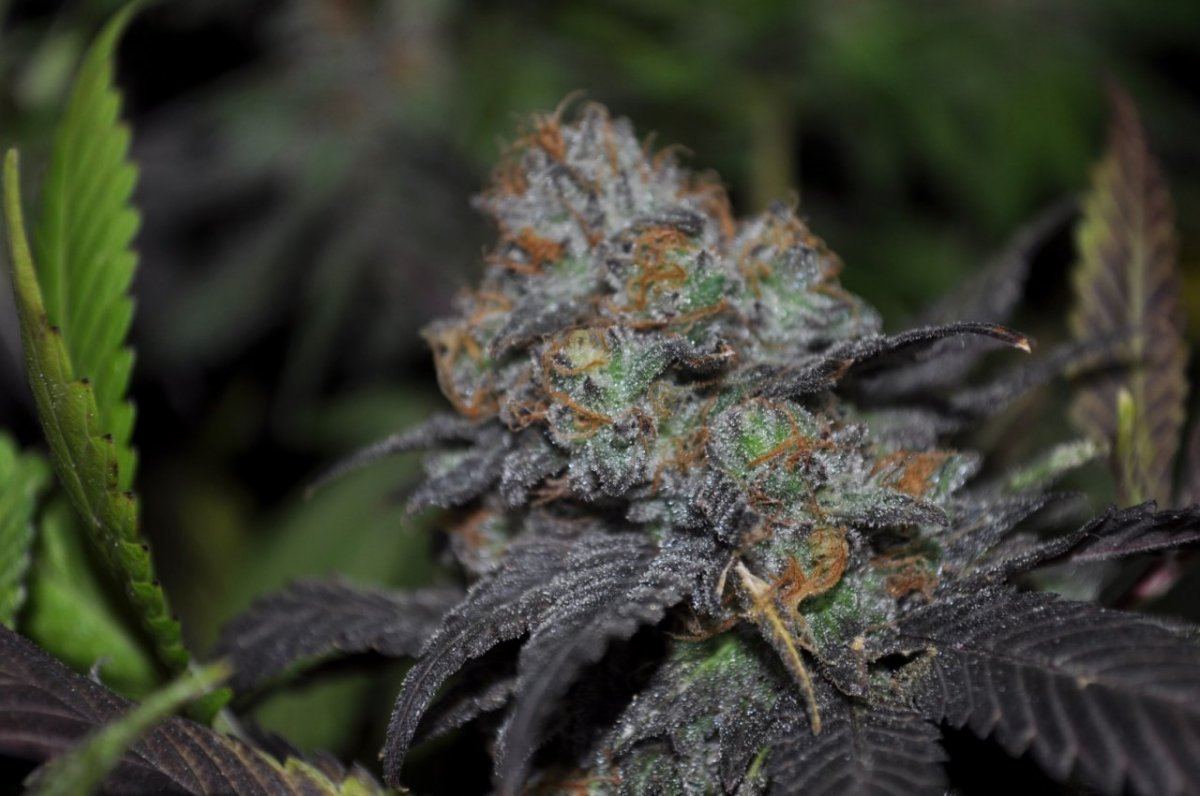 Kdubs grow show 4
