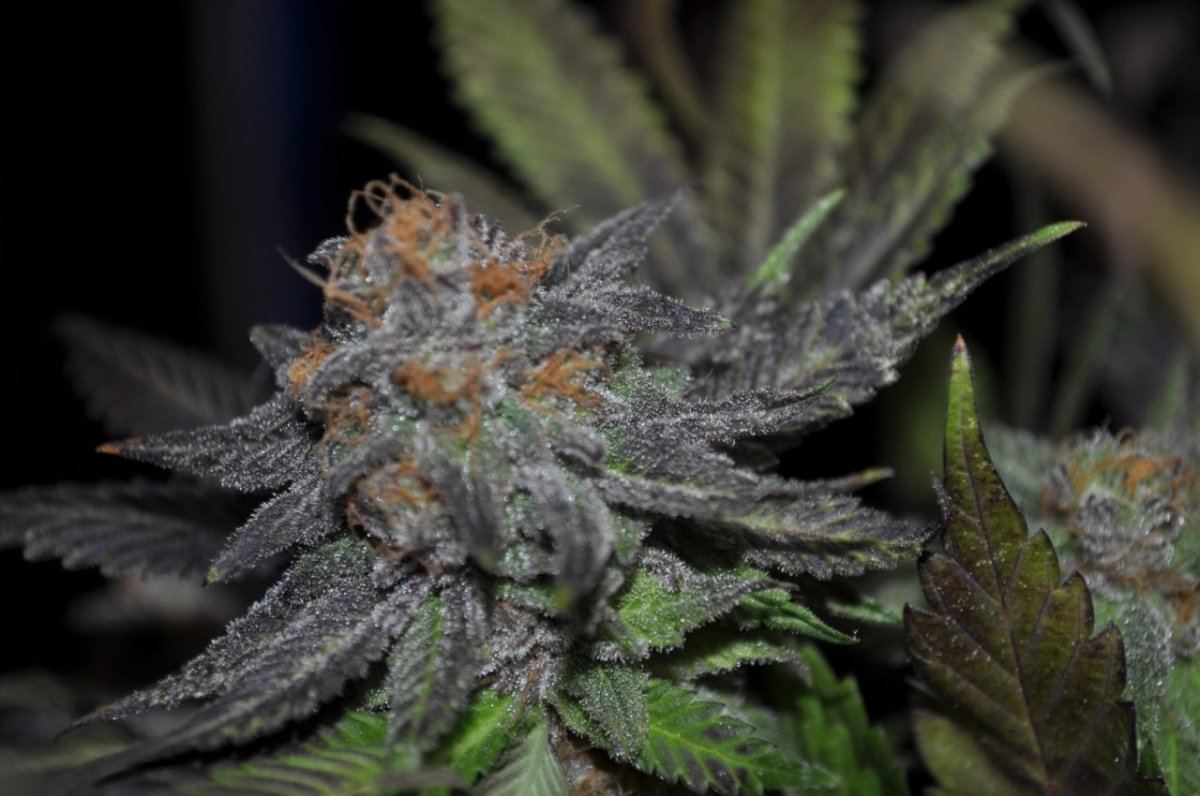Kdubs grow show 6