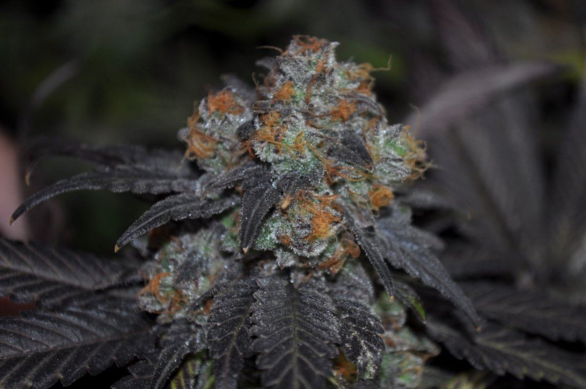Kdubs grow show 7