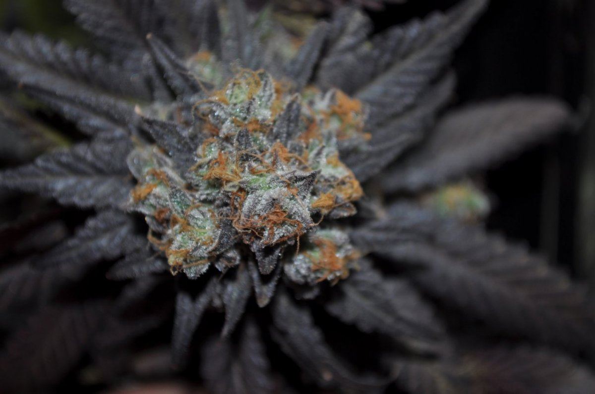 Kdubs grow show 8