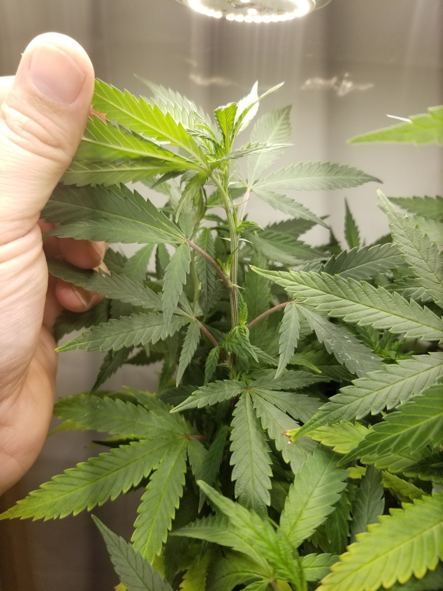Keeping a small mother plant 5