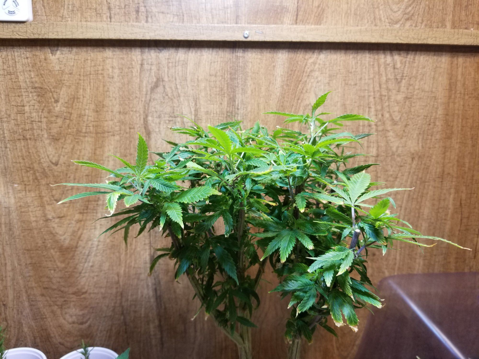 www.thcfarmer.com