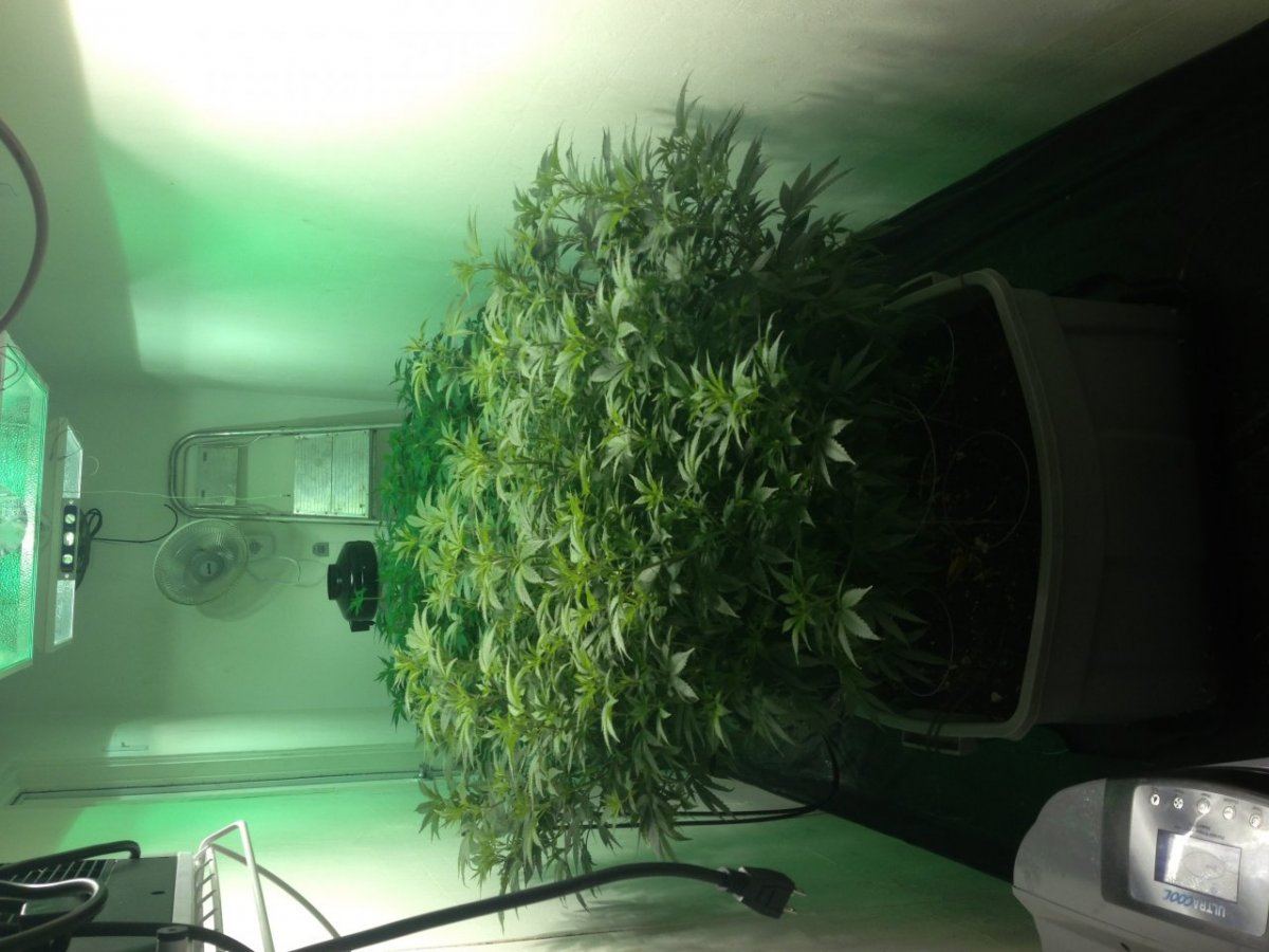 Keeping it real while keeping it safe legal trees
