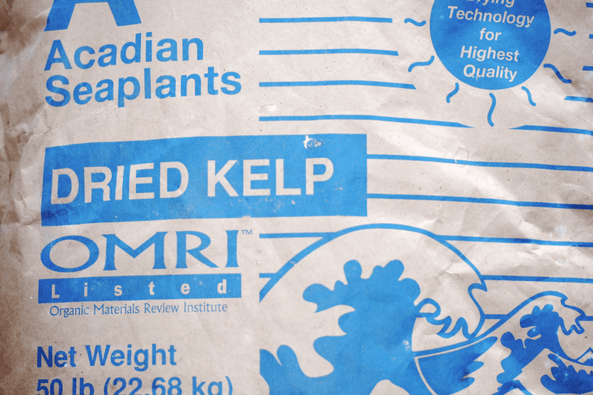 Kelp 2