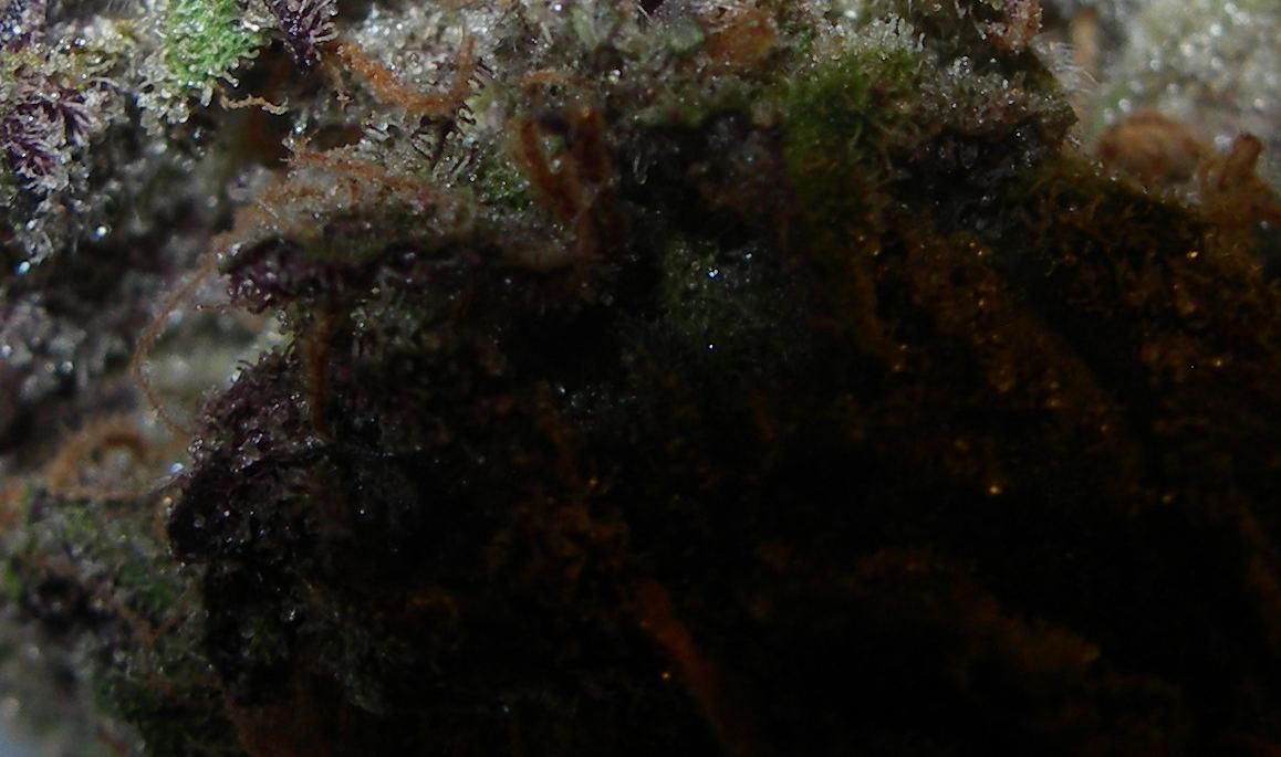 Kendo purps7close2 copy