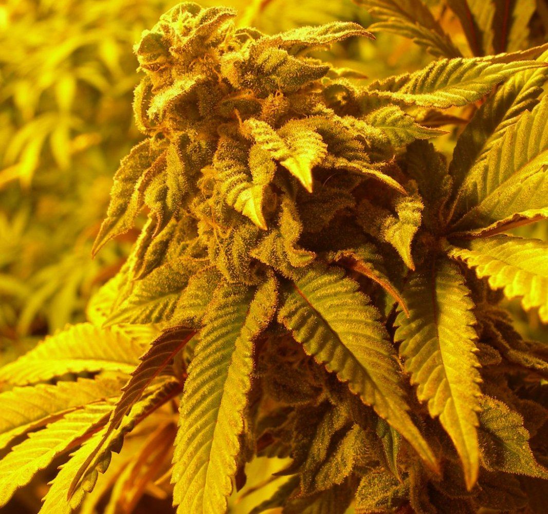 Kendopurps5