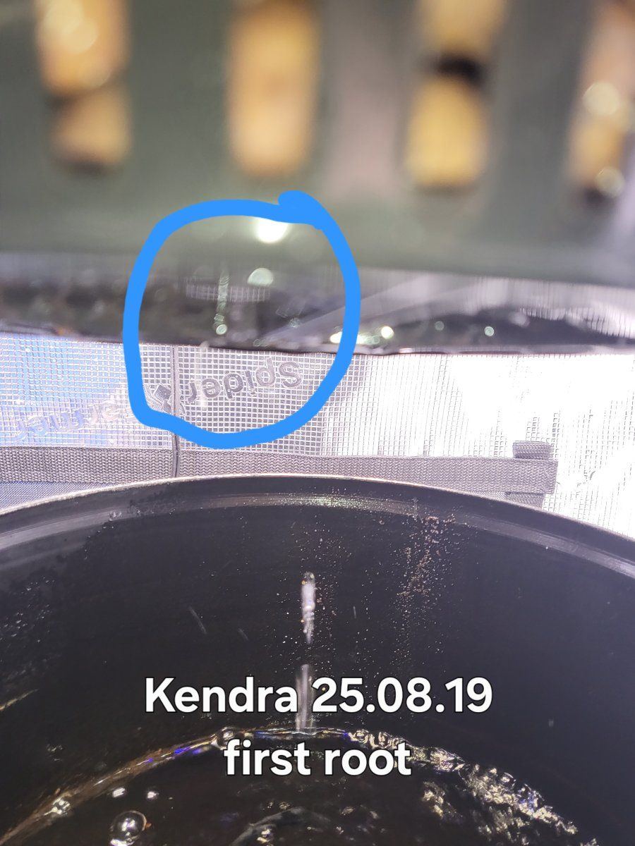 Kendra 250819b