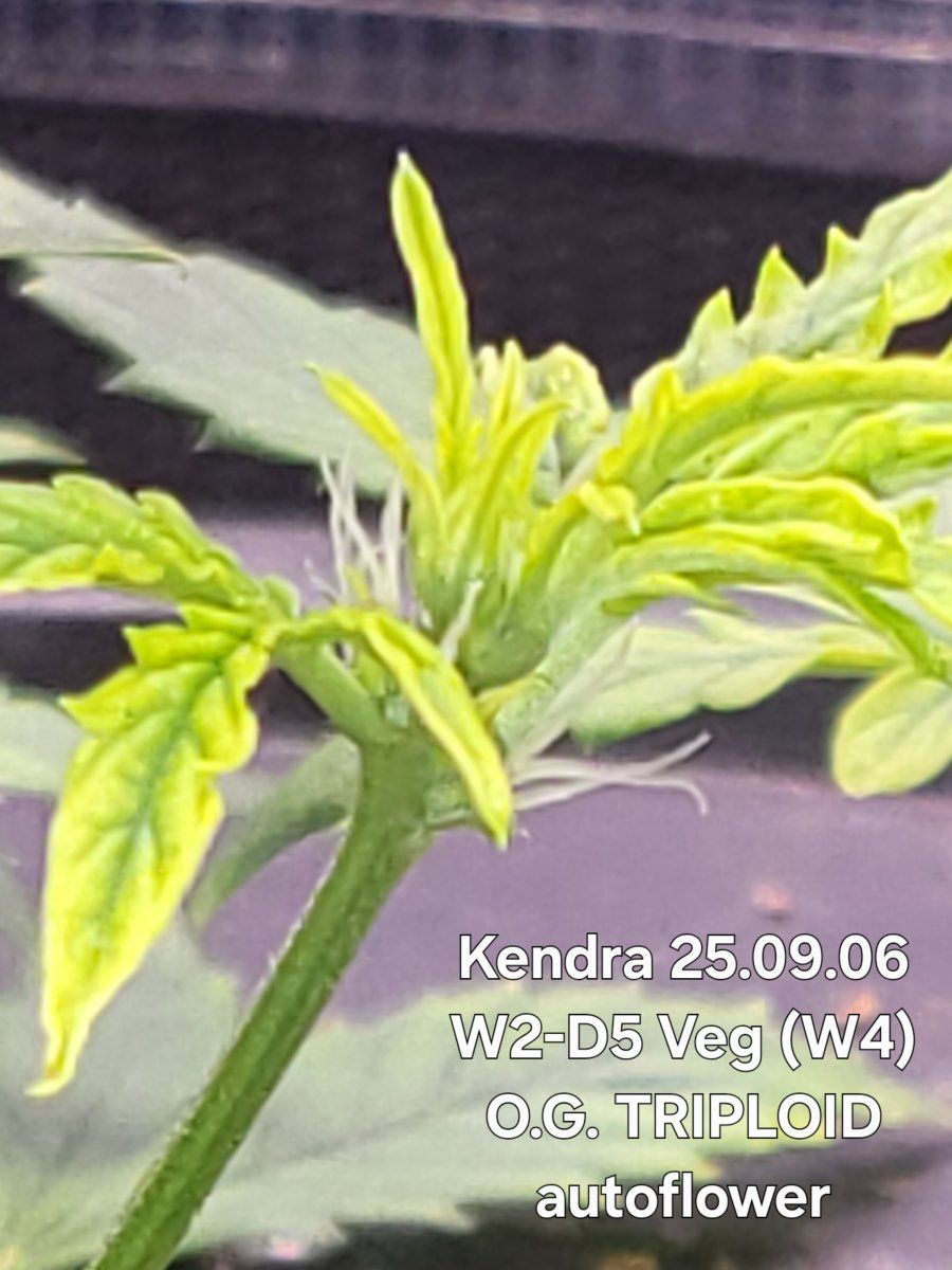 Kendra 250906