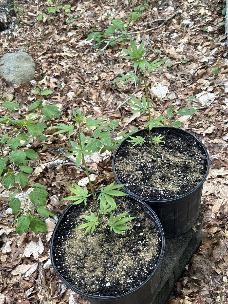 Kernel swabi outdoor grow  swabi clones 2