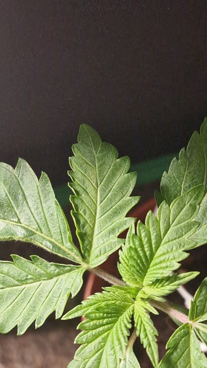 Kerosene krash and euforia leaves going lighter in early veg