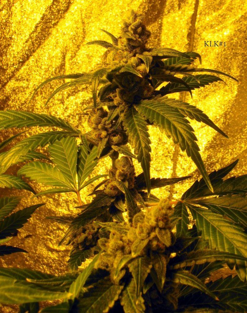 Key lime kush 10