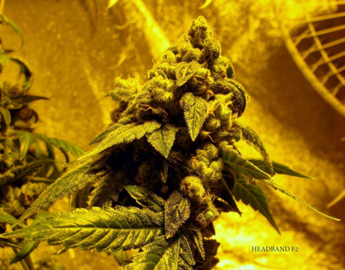 Key lime kush 11