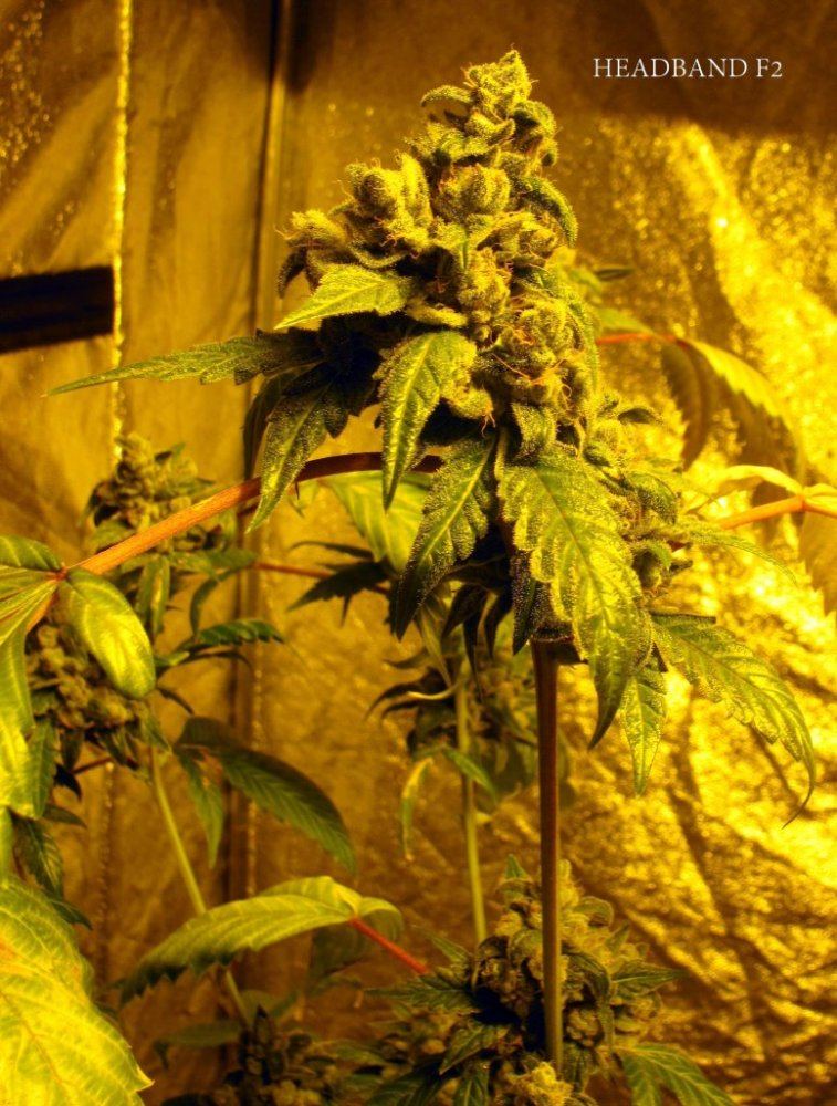 Key lime kush 12