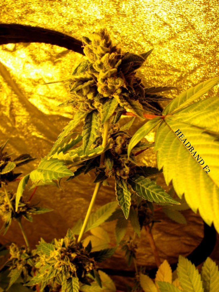Key lime kush 13
