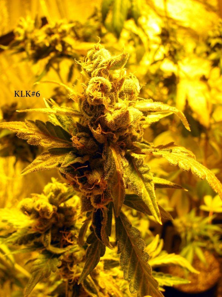 Key lime kush 16