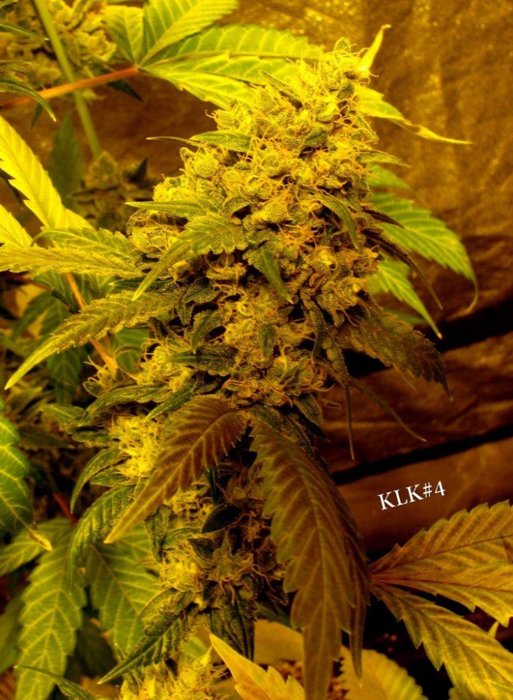 Key lime kush 17