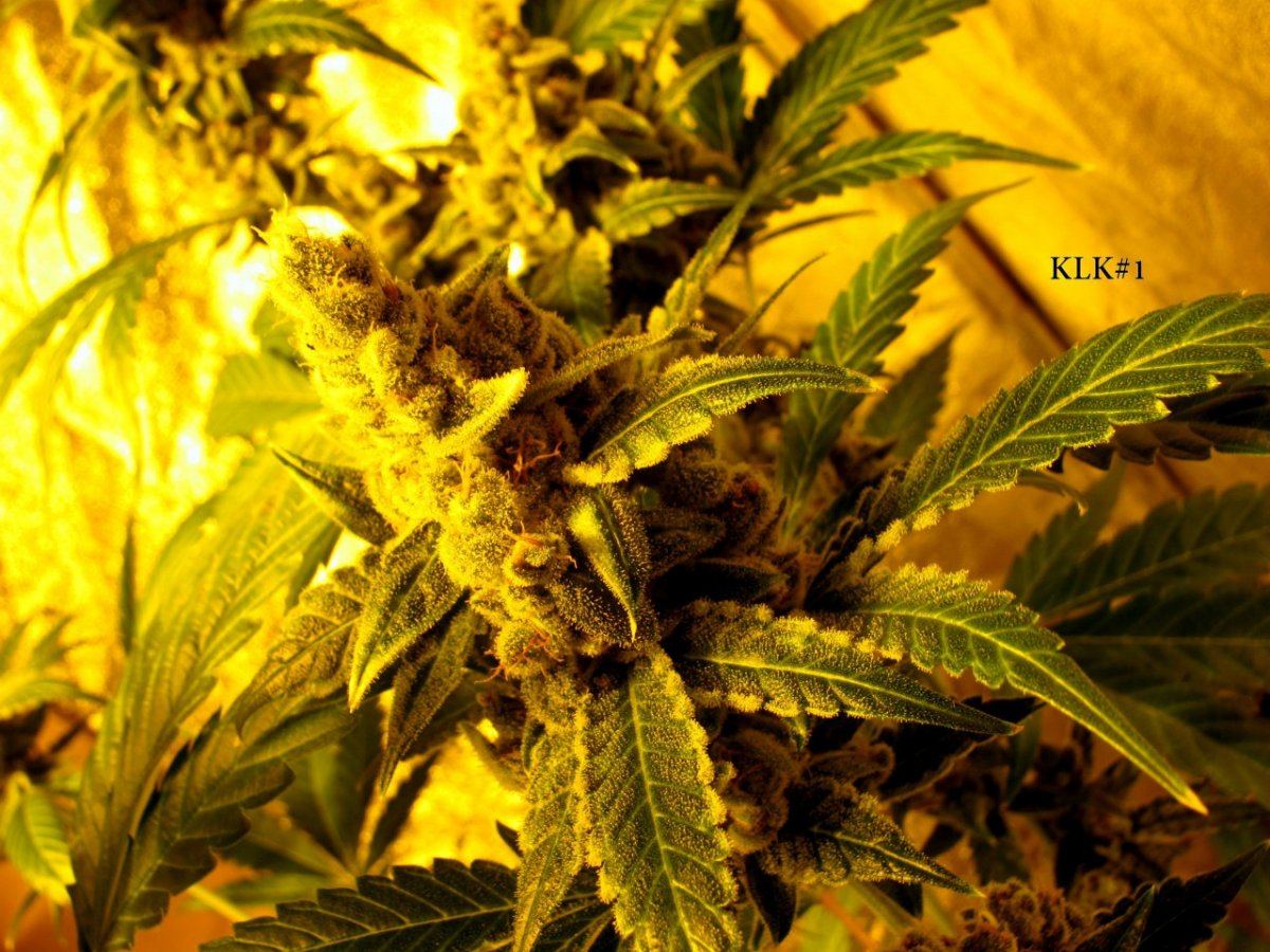 Key lime kush 18