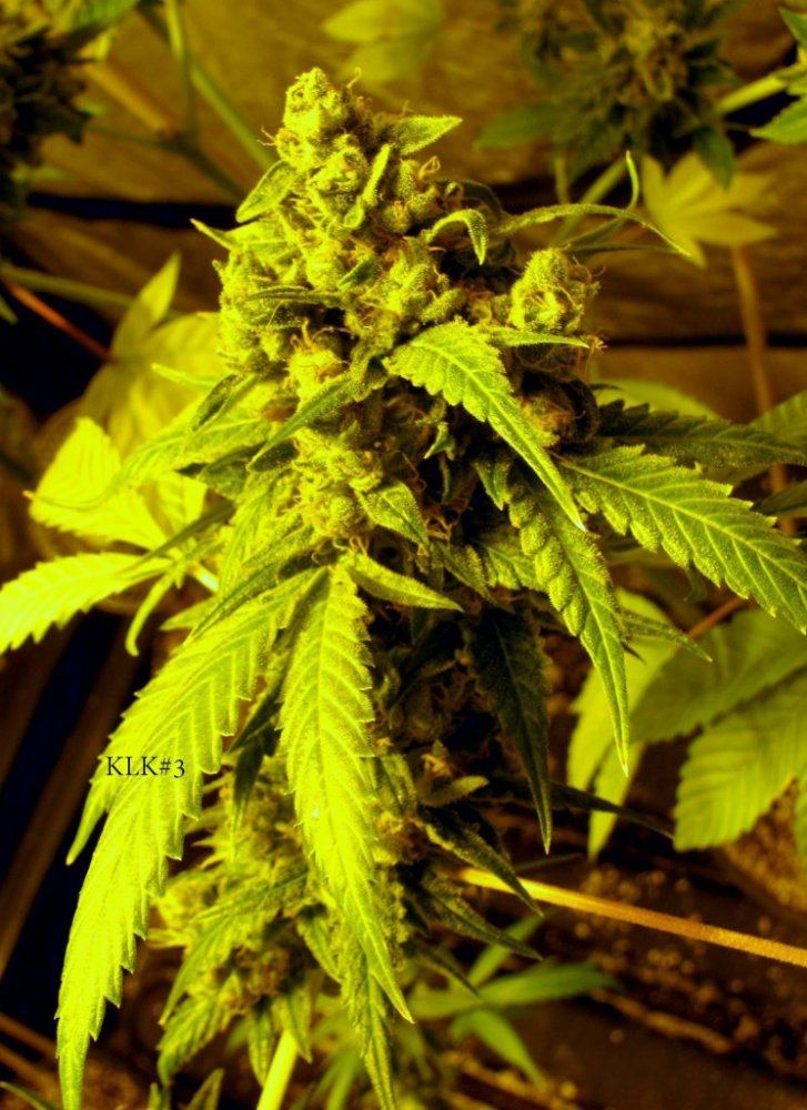Key lime kush 3