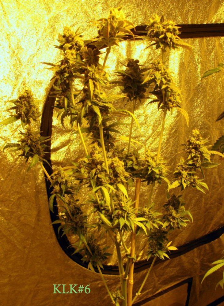 Key lime kush 4