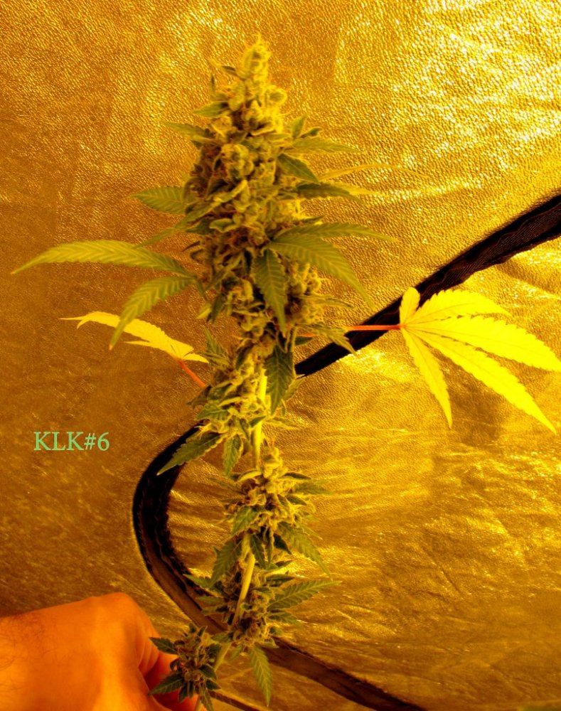 Key lime kush 5