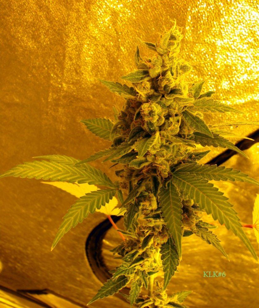 Key lime kush 6