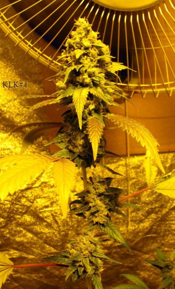 Key lime kush 7