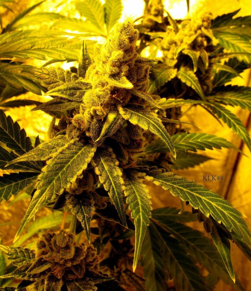 Key lime kush 8