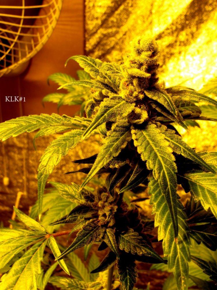 Key lime kush 9