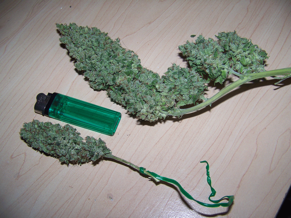 Kf budshots 2