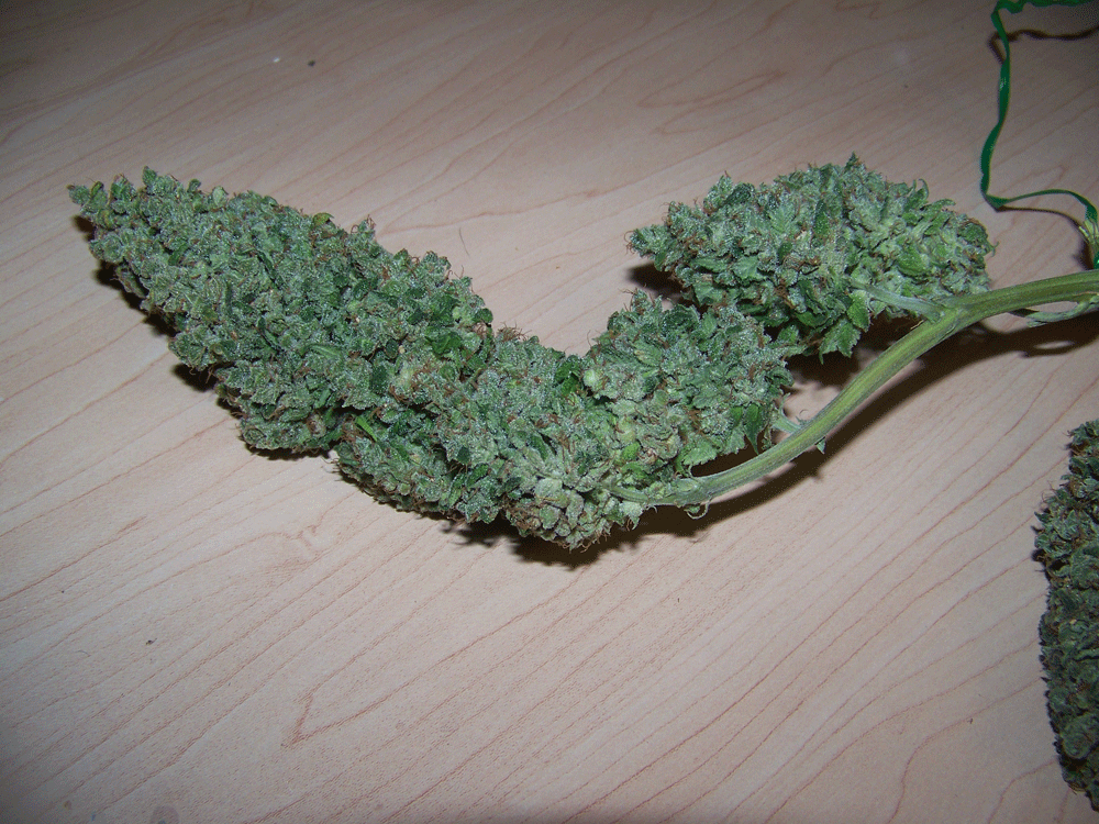 Kf budshots 3
