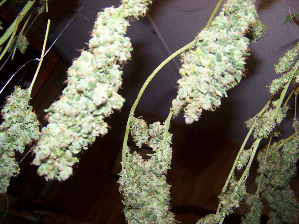 Kf budshots 4