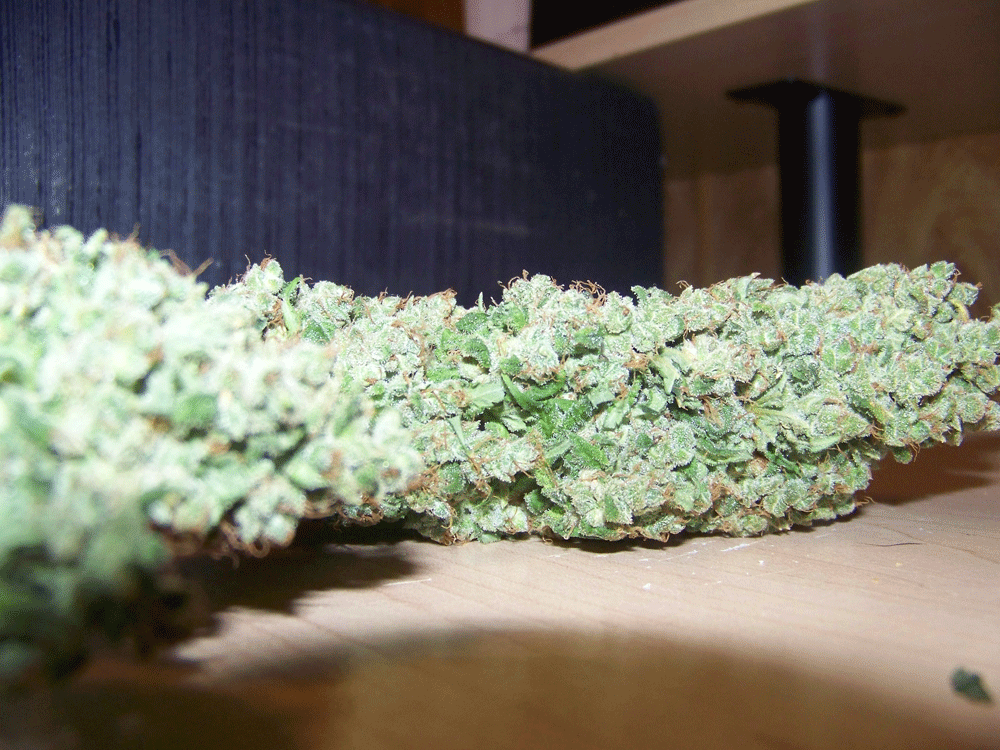 Kf budshots 5