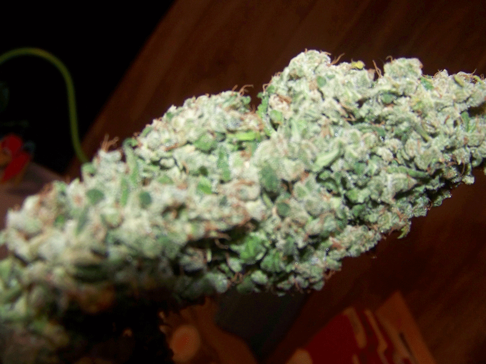 Kf budshots 6