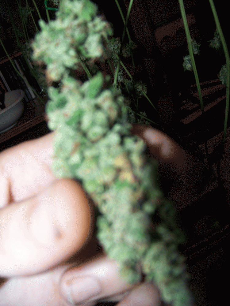 Kf budshots 7