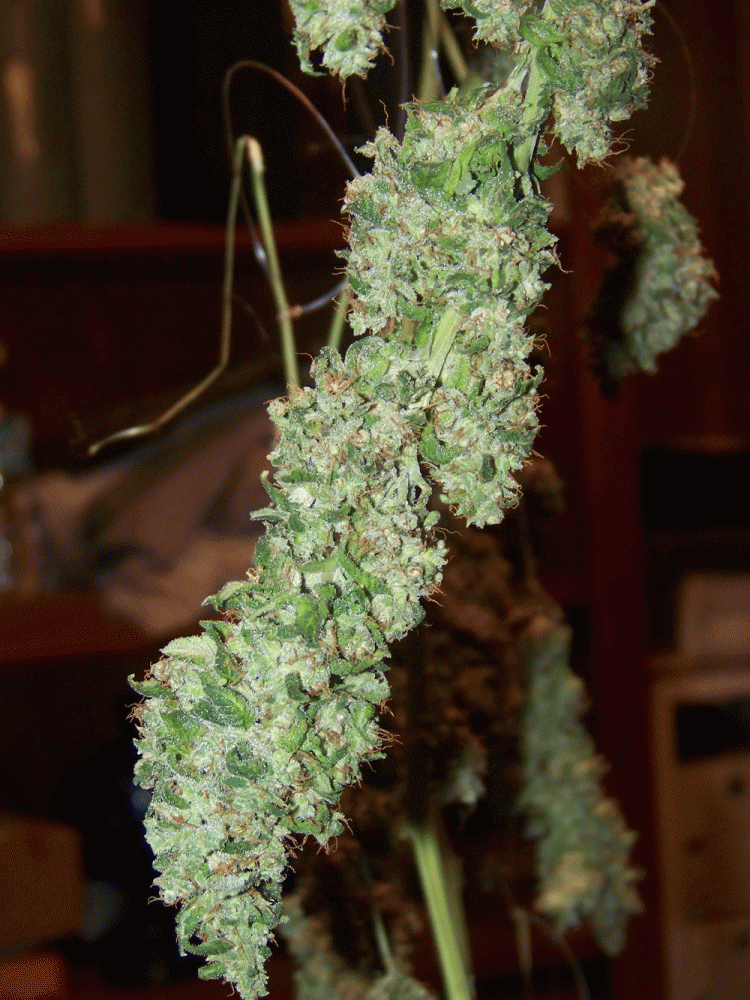 Kf budshots