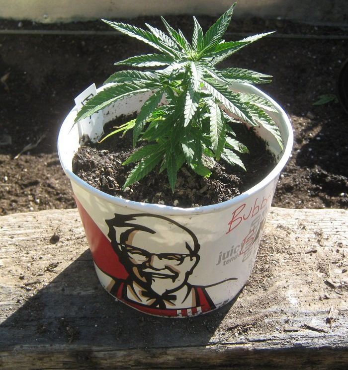 KFCpot