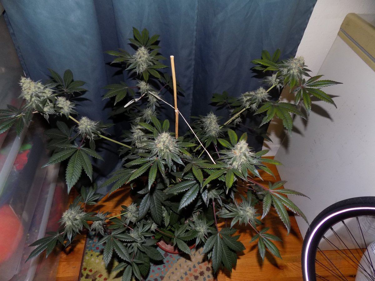 Kg 1 1