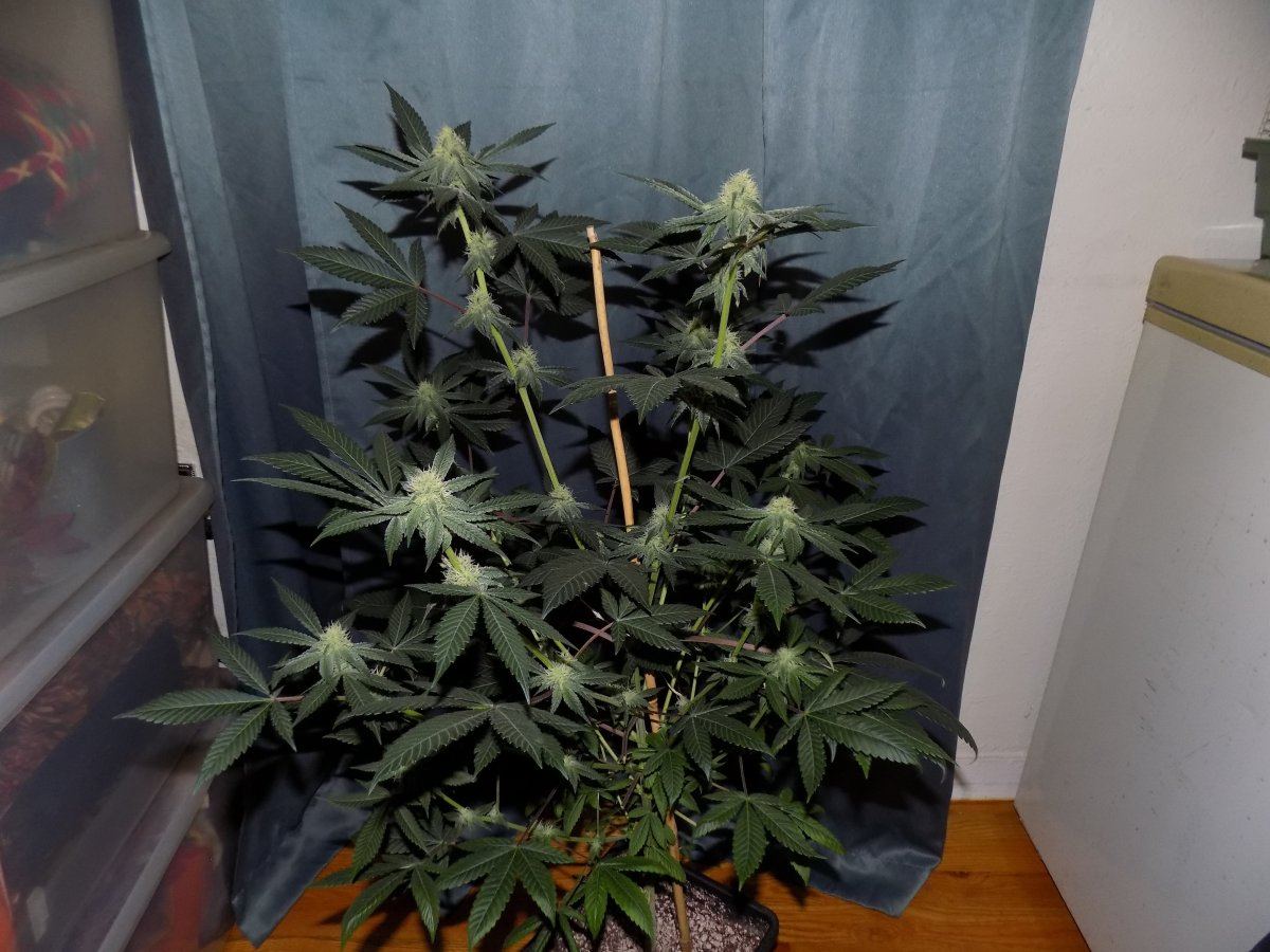 Kg 2 1