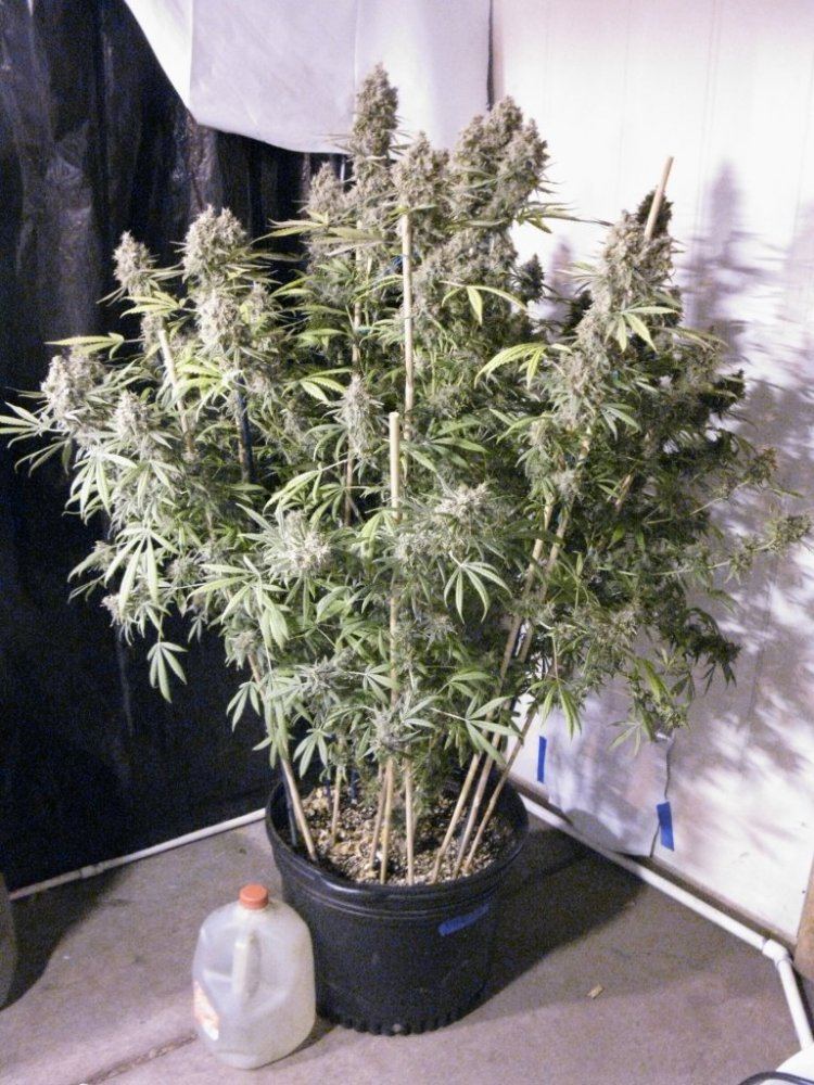 Killawatt 11 wks 023