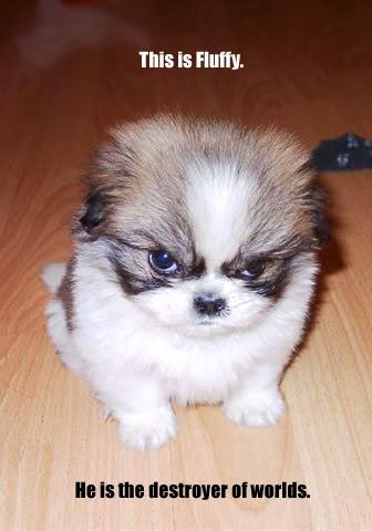 Killerdog