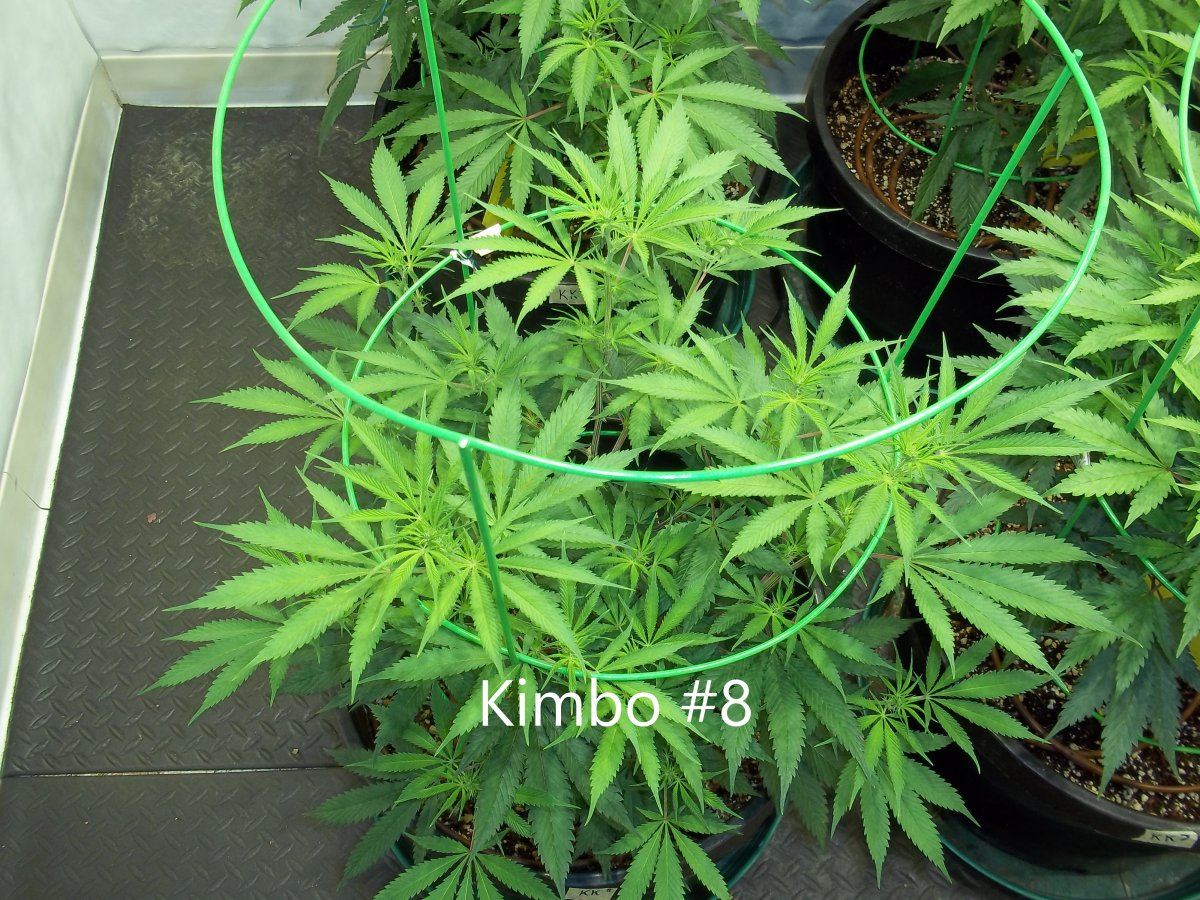 Kimbo 8
