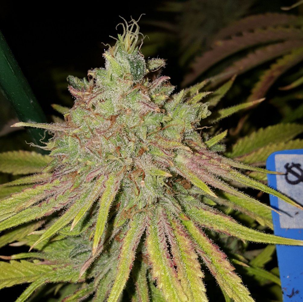 Kimbo Kush 0 1