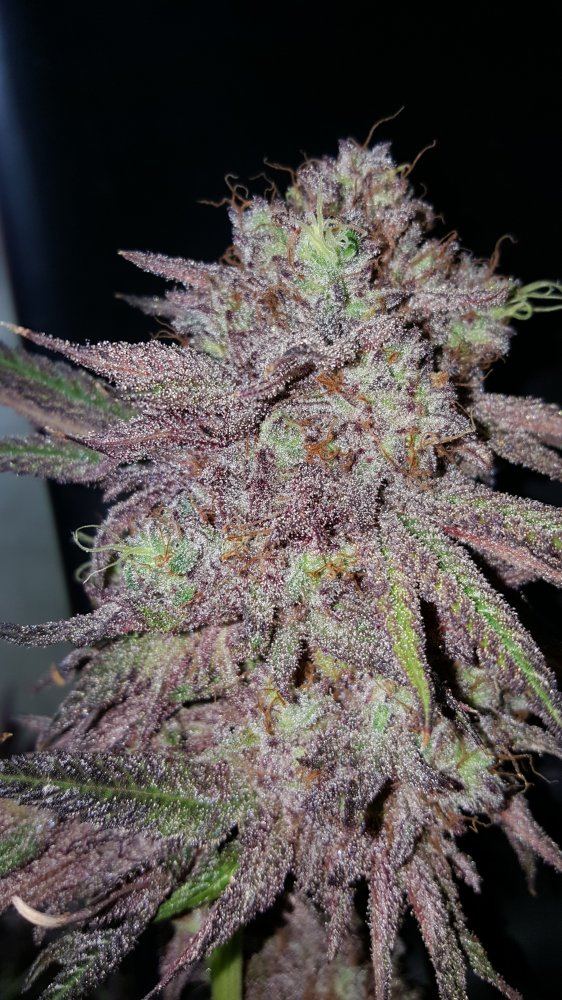 Kimbo Kush 1 2