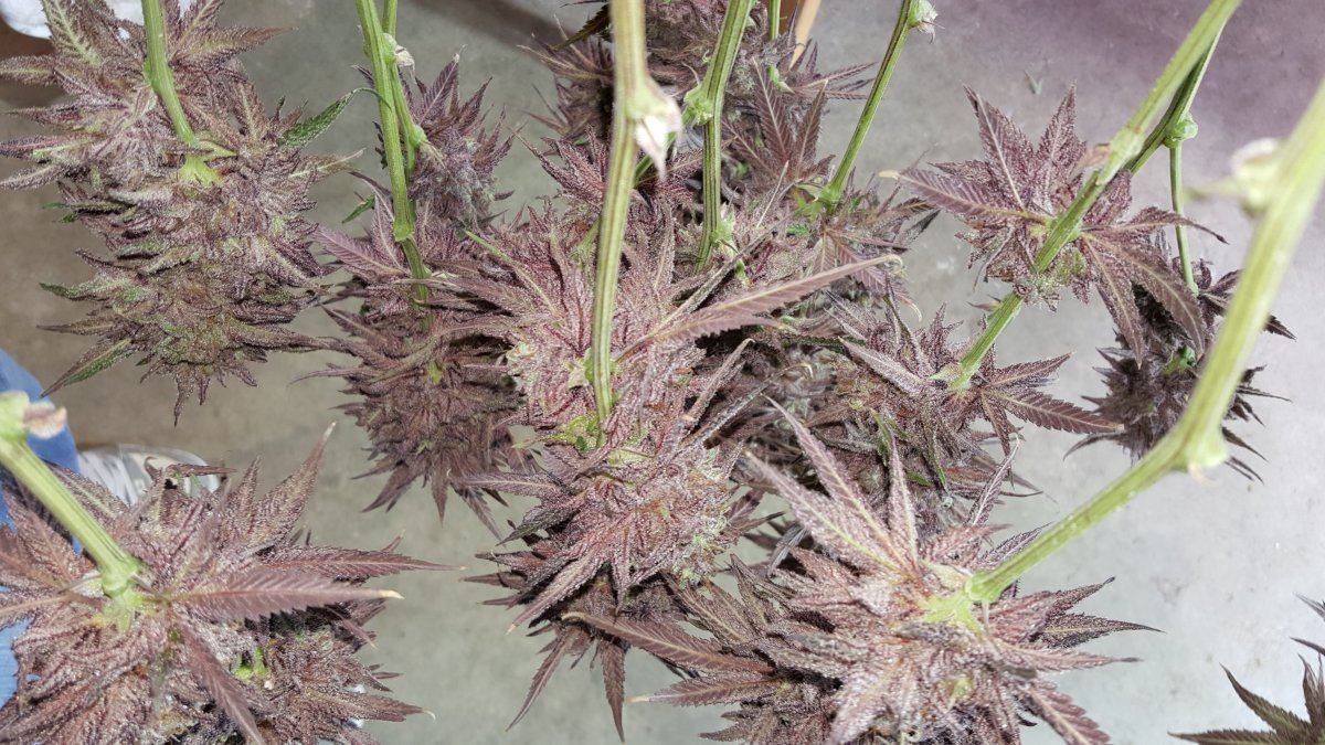 Kimbo Kush 1 3