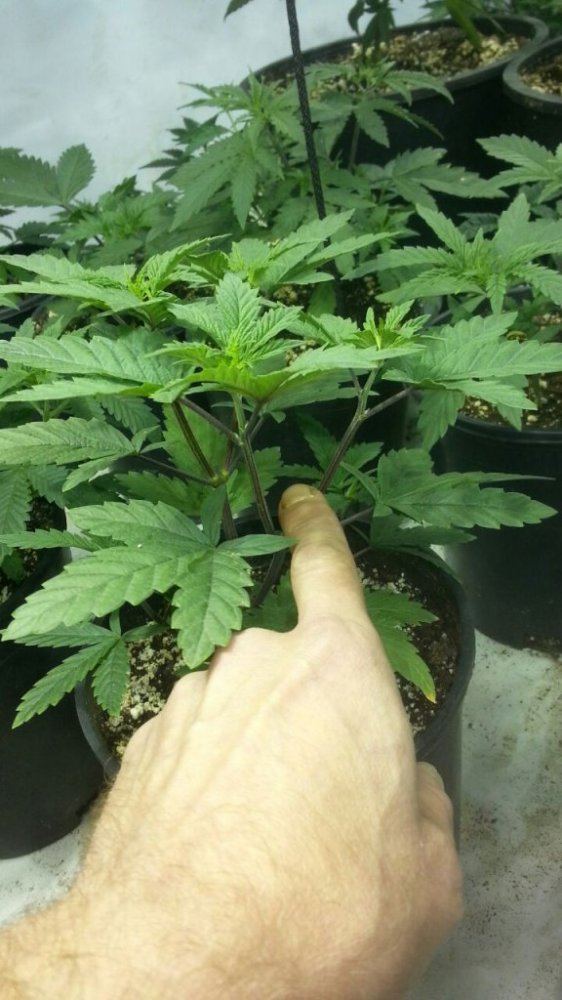 Kimbo kush 3