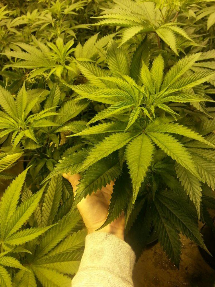 Kimbo kush 4