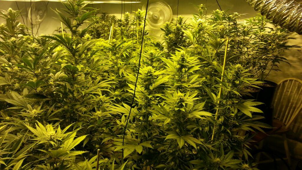 Kimbo kush 5